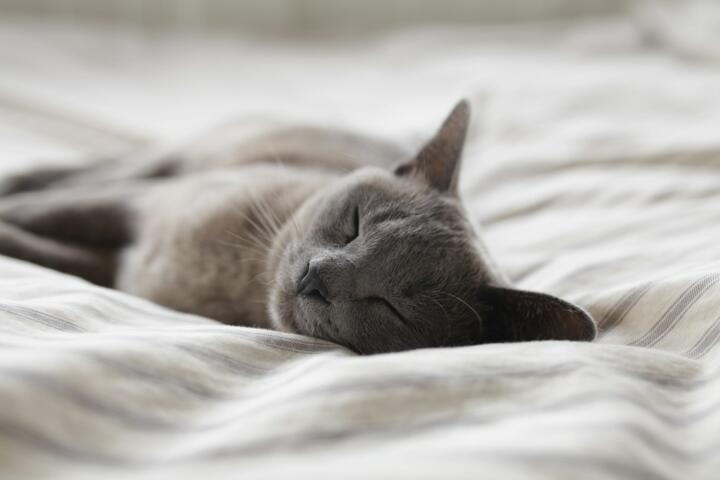 What a Consistent Bedtime Does for You
